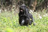 PETIT CHIEN LION 249